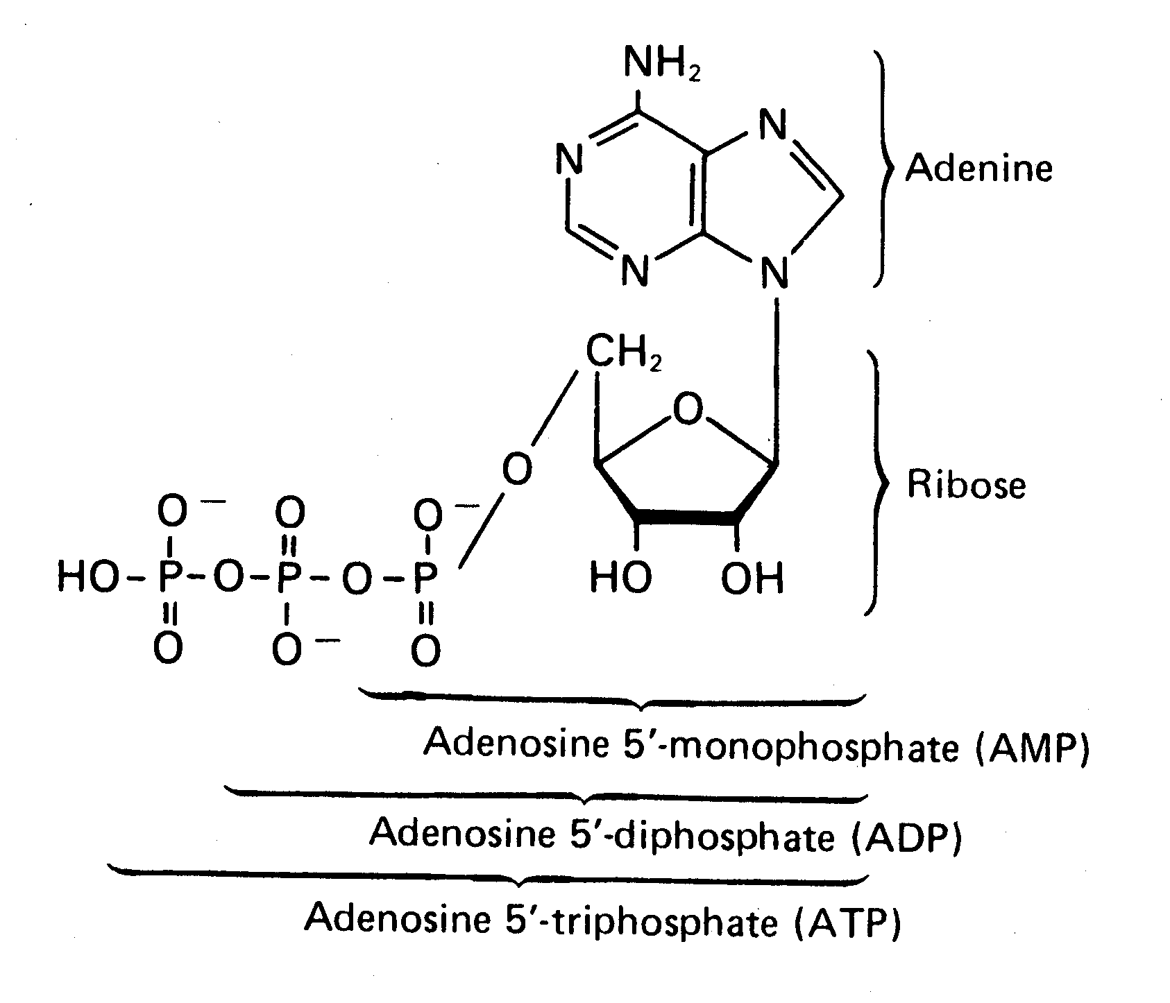 Adp Molecule