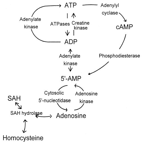 adenosine receptor signaling