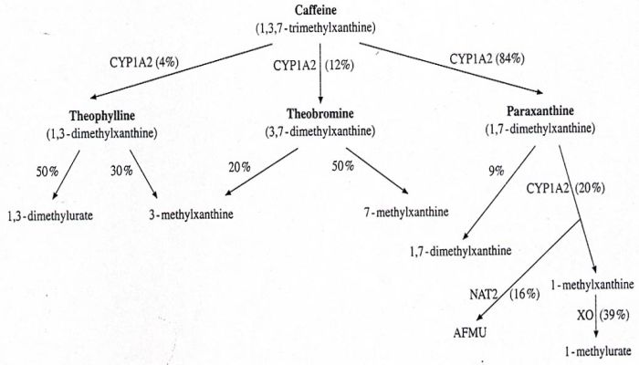 Benzodiazepine Metabolism