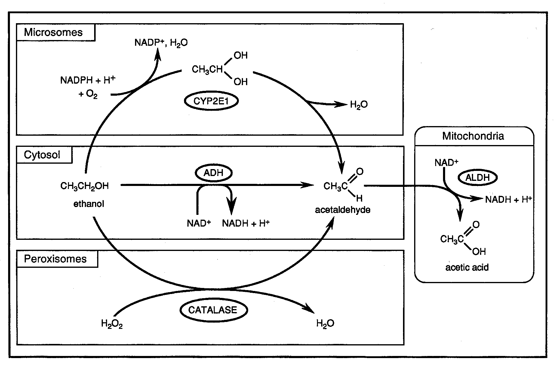 Aspirin Metabolism