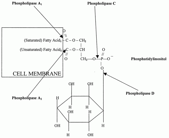 Membrane Enzymes