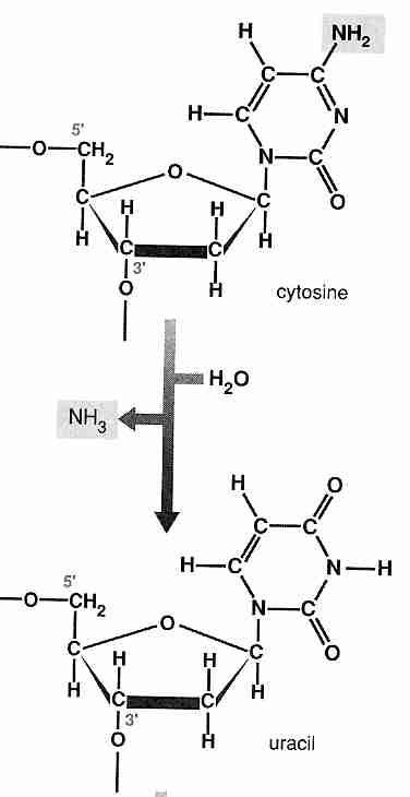 Deamination of Cytosine