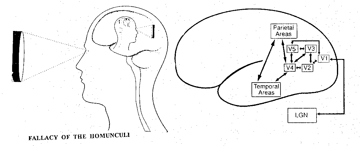 Cerebral Homunculus