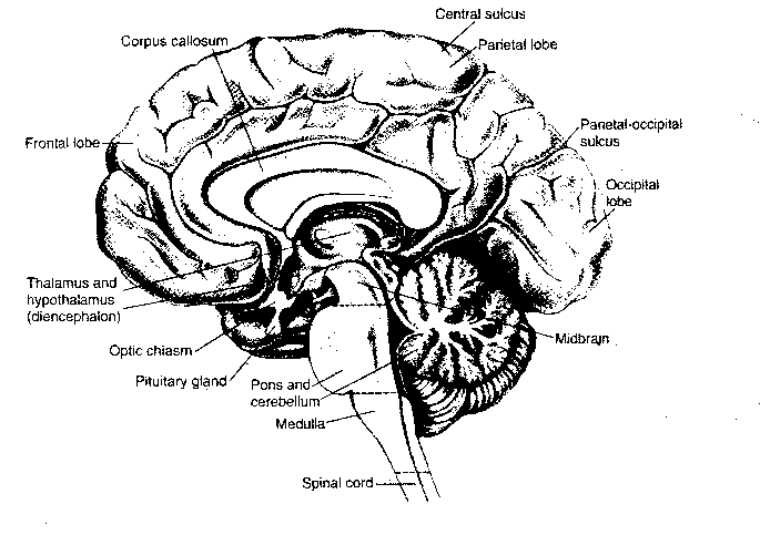 Brainstem Structures