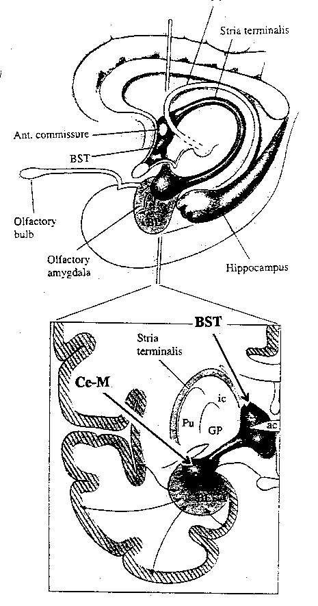Amygdaloid Complex