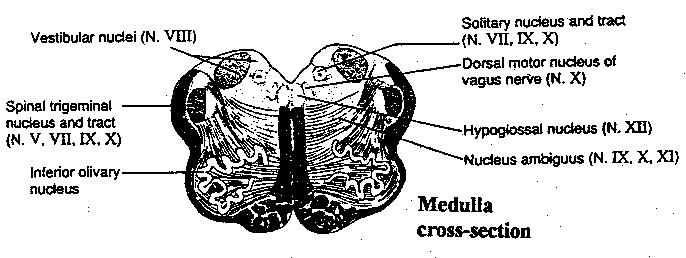 Medulla Cross-Section