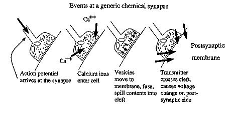 [SYNAPSE CHEMCIAL EVENTS]