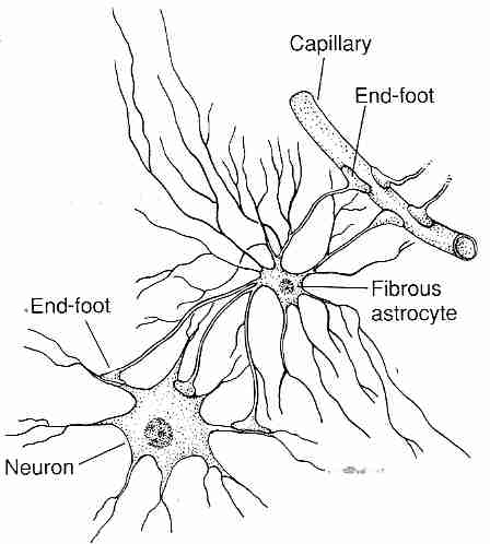 Astrocyte with end-feet on capillary and neuron