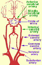 Circle of Willis in context