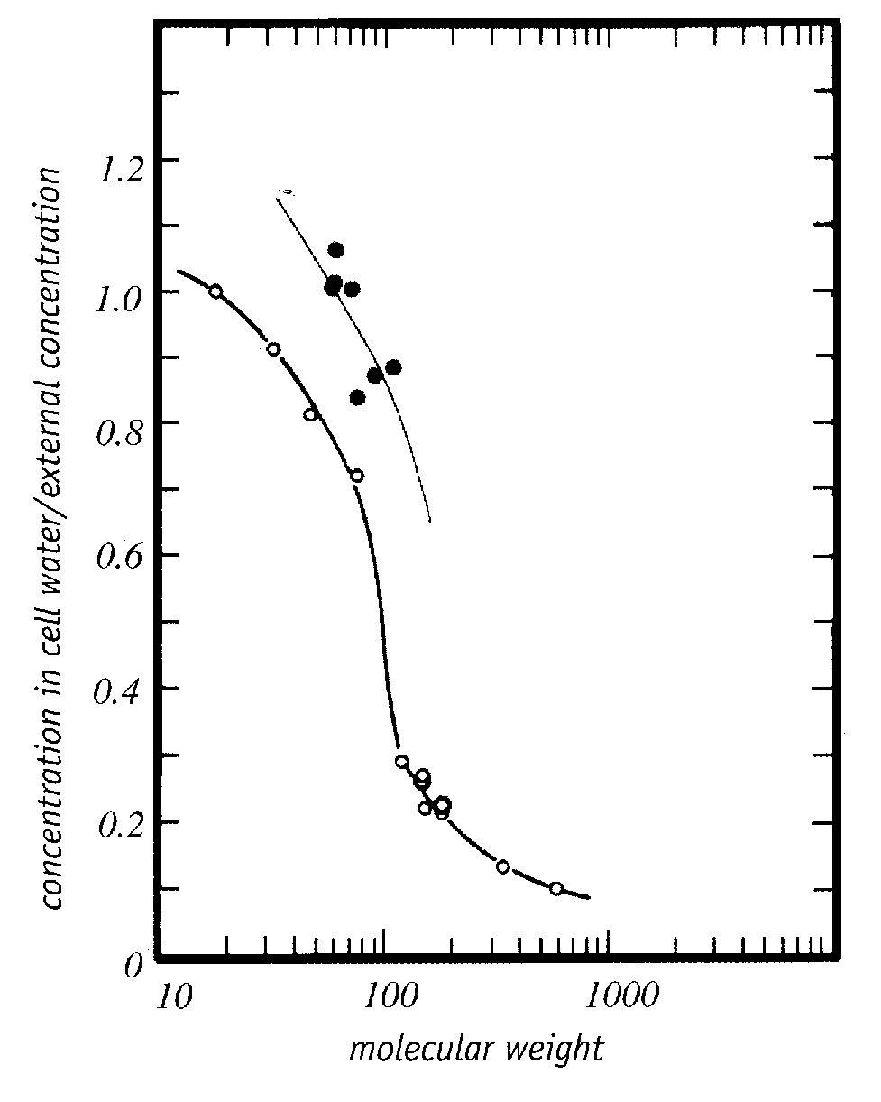 Cryoprotectants (right curve) 
more readily enter cells