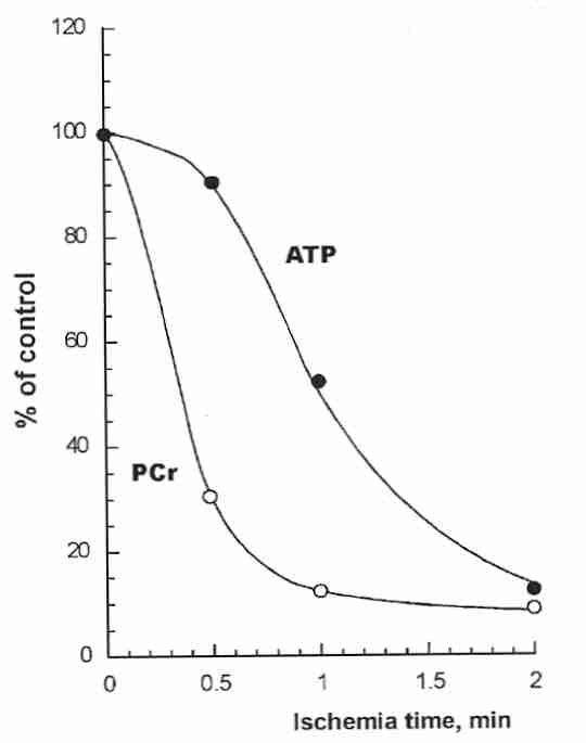 PhosphoCreatine replenishes ATP