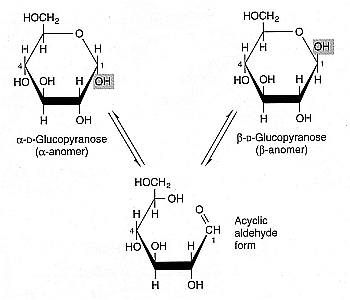 La rotación de anómeros de glucosa expone carbonilo