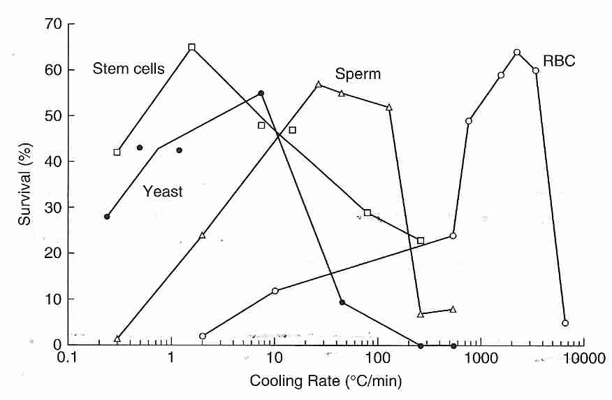 Cell survival as a function of cooling rate