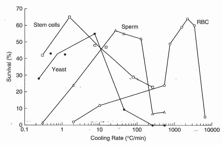 Supervivencia celular en función de la velocidad de enfriamiento