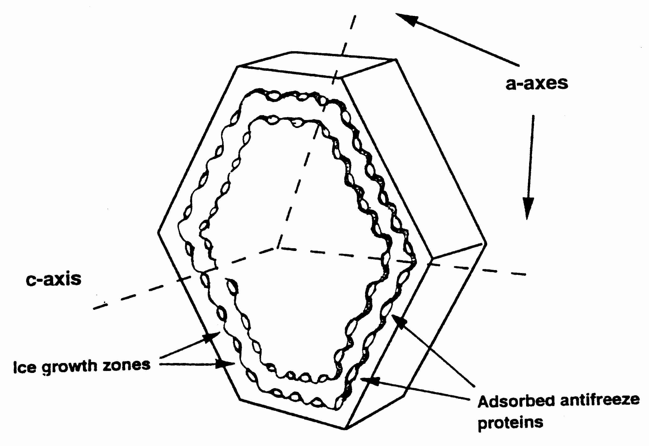 Fish antifreeze protein binds to prism plane