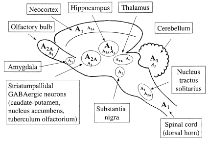 [ADENOSINE RECEPTORS]