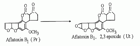 [Aflatoxin B<SUB>1</SUB> forming Epoxide]