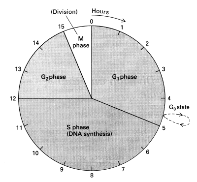 Cell Cycle Graph