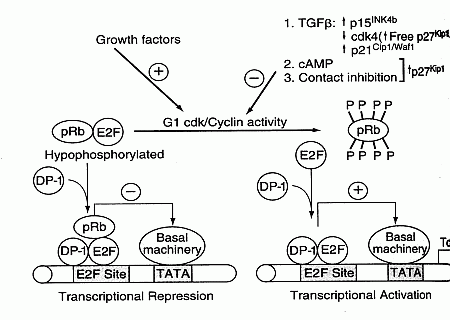 Gene Transcription Control by EF2 and pRB