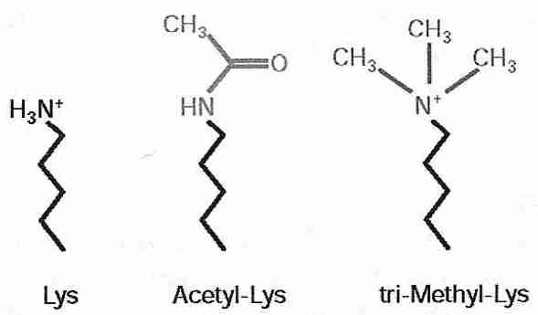Acetyation and Methylation of Lysine