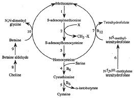 [ The Methionine Cycle ]
