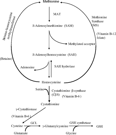 [ The Methionine Cycle ]