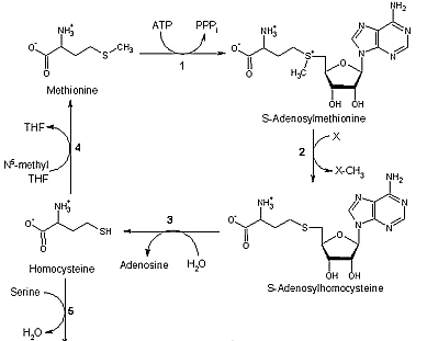 [The Methionine Cycle ]