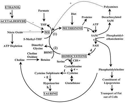 [The Methionine Cycle ]