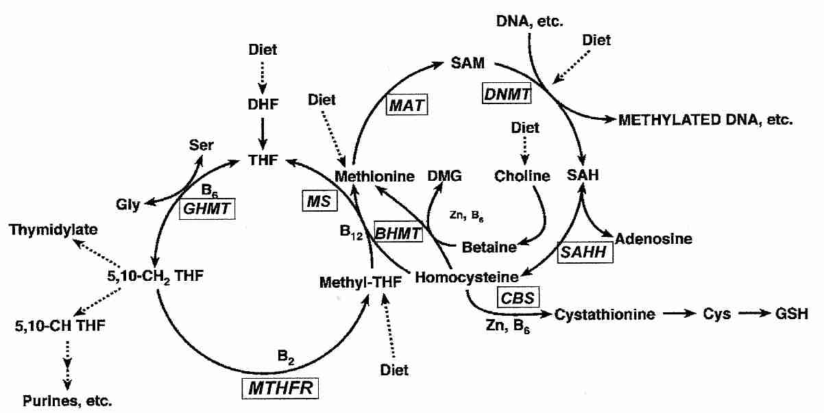 Methylation Metabolism