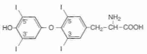 [ T<sub>4</sub> (thyroxine)  ]