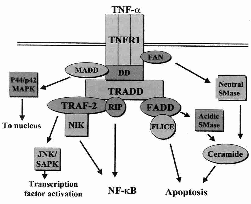 TNF−α with receptor 