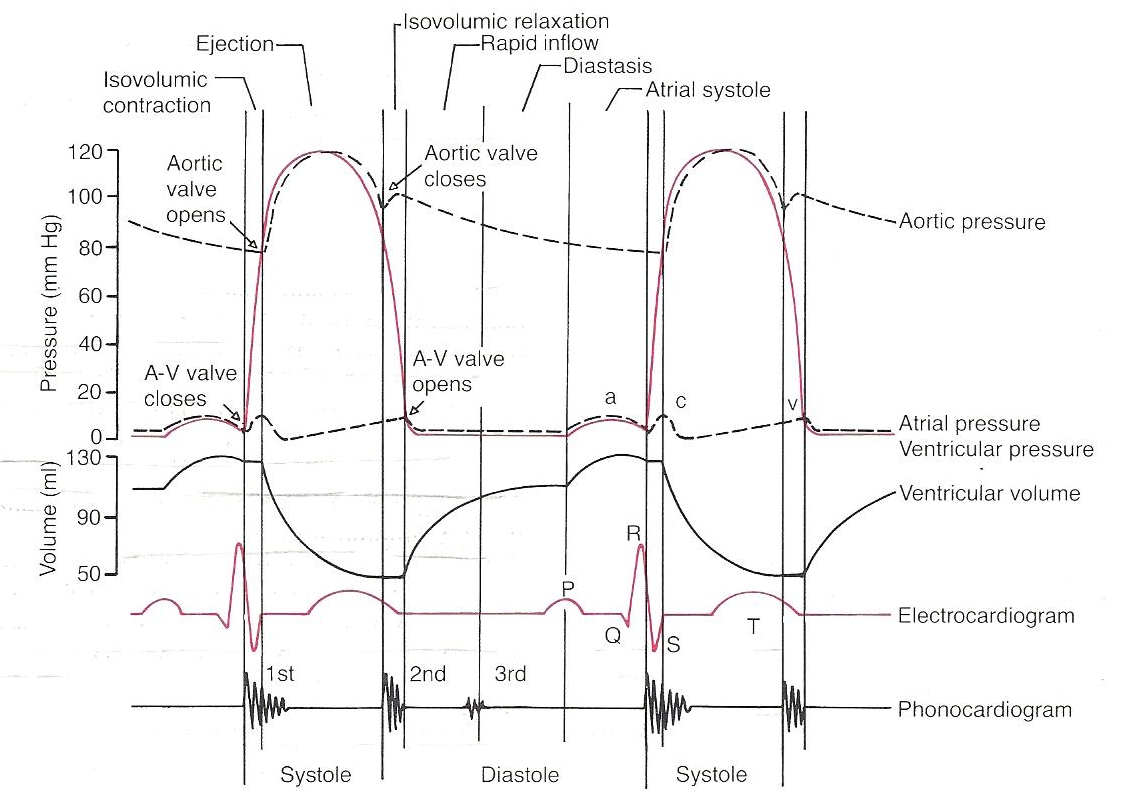 Ventricular cycle 