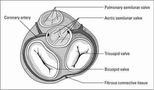 semilunar valves