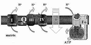 Protons pumped out of mitochondrial matrix