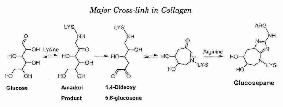 Major cross-link in collagen