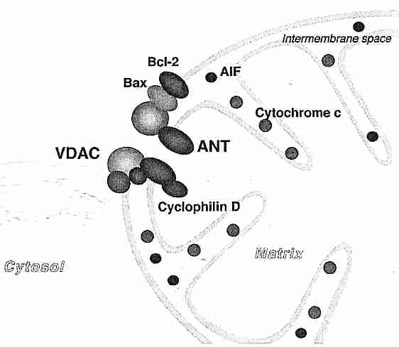 Mitochronrial Permaeability <br> Transition Port (MPTP)</