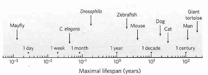 Maximum lifespan of many animal species