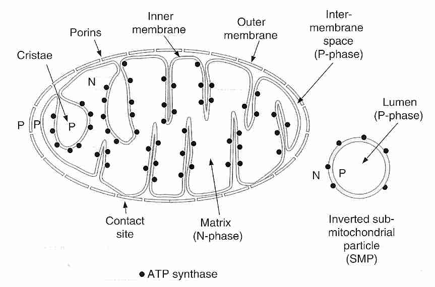 Mitochondrion organelle