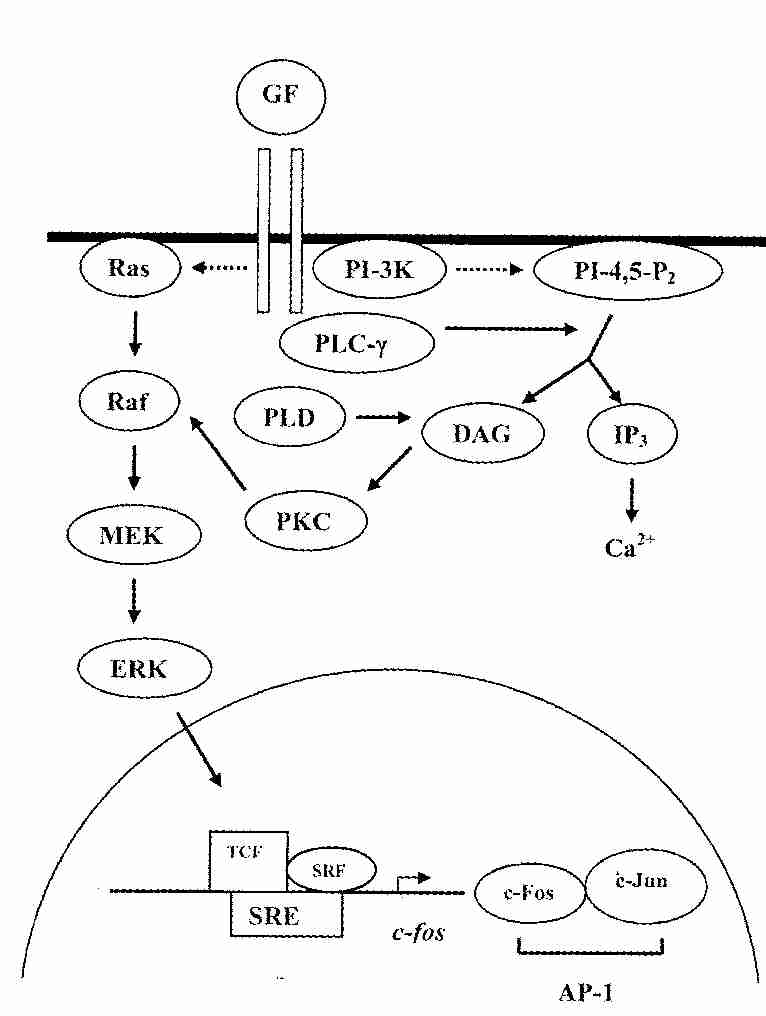 Ras/Raf/MEK/ERF Pathway