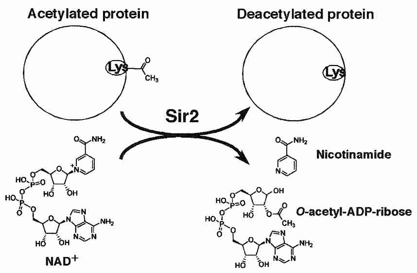 Sir2 deacetylates protein with NAD<sup>+</sup> as a co-factor