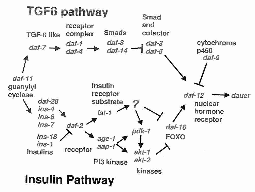 Cell Divisons and Cell Senescence