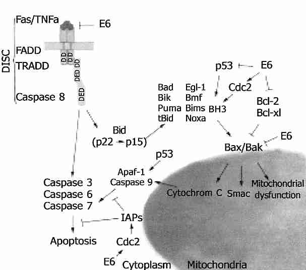 Cytochrome−c activates apoptosis