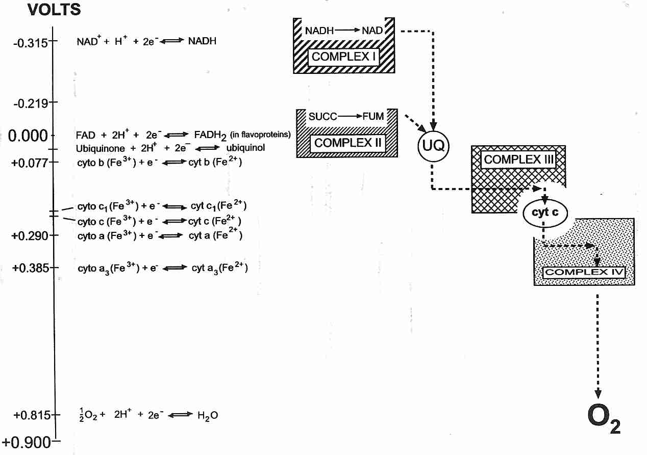 Voltage drops between Complexes