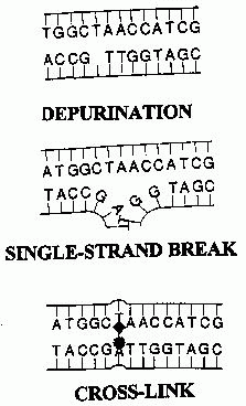 [DEPICTIONS OF DNA DAMAGE]