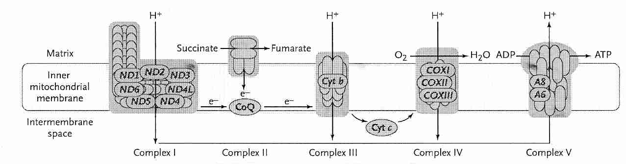 Inner Membrane mtDNA-coded Proteins in Complex I, III, IV & V