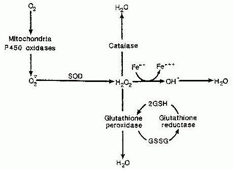 [FREE-RADICAL OXIDATION CHAIN]