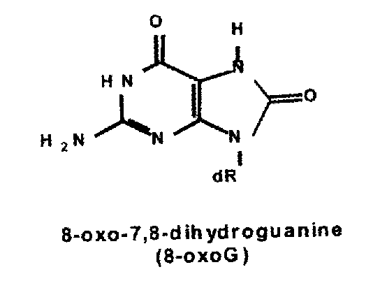 [8−oxo−7,6−dihydroGuanine ]