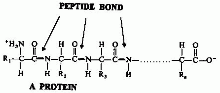 [THE PEPTIDE BOND]