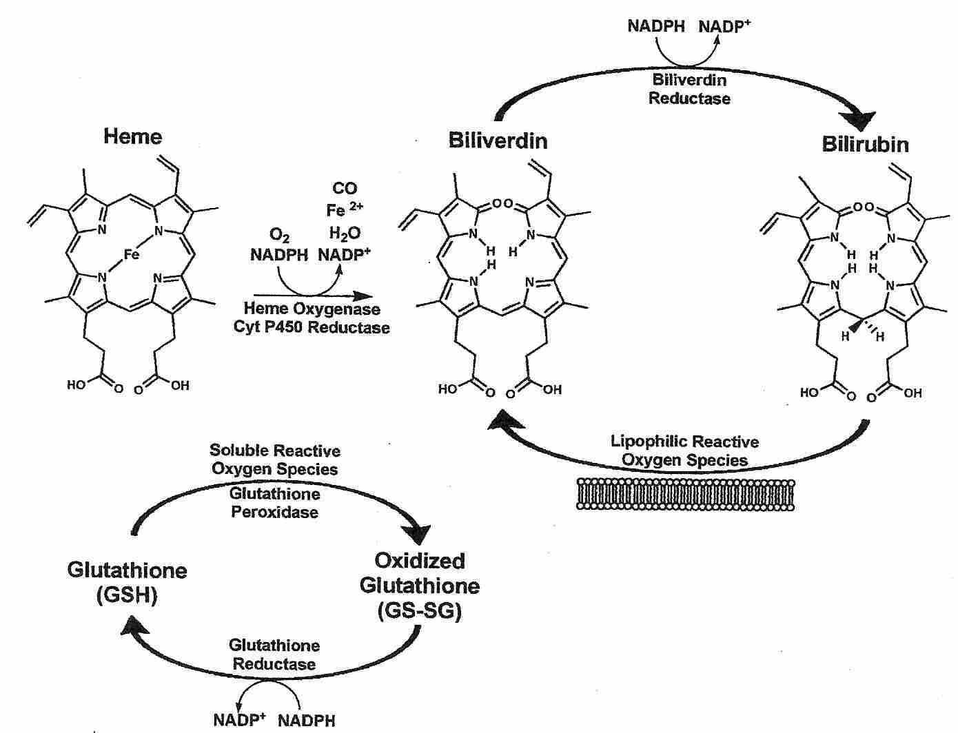 Bilirubin and glutathione recycling