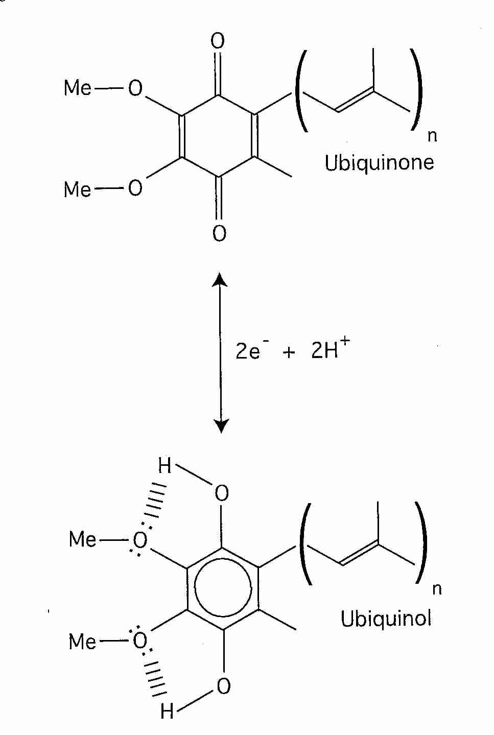 Coenzyme Q Ubiquinone Ubiquinol And Semiquinone